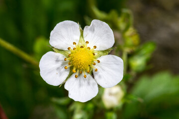 Wild Strawberry (Fragaria vesca)