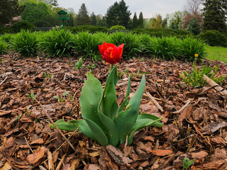 Tulip - spring colorful flower
bring nature awakening and hope for a better tomorrow