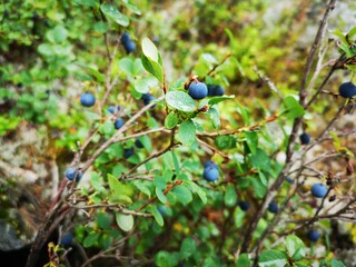 blueberries in the forest