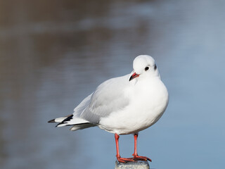 (Chroicocephalus ridibundus) Lachmöwe im Winterkleid