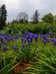 Grape hyacinth - spring colorful flowers bring nature awakening and hope for a better tomorrow