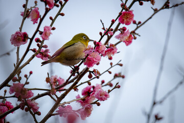 梅の花路メジロ
