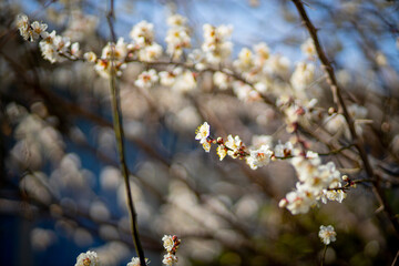 白い梅の花
