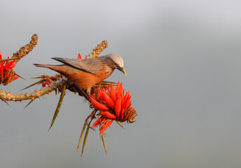  Chestnut-tailed starling  bird on a flower