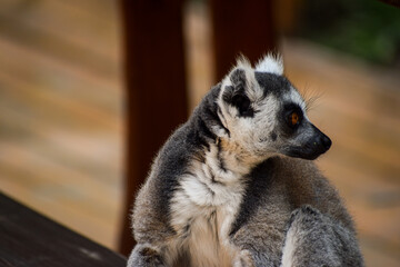 Close-up of a lemur alone in Monkeyland, Plettenberg Bay, South Africa.