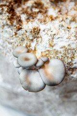 Fototapeta na wymiar oyster mushrooms with mycelium substrate, fungiculture at home