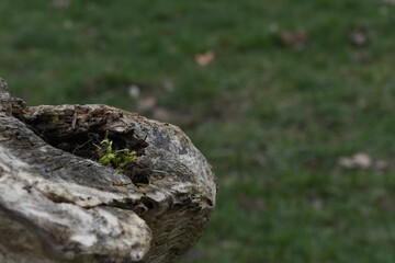 Dead tree in London park