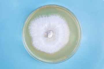 a petri or culture dish with growing fungal or mushroom mycelium