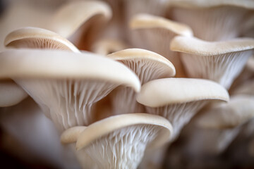 fungiculture at home or on a mushroom farm, Hypsizygus ulmarius