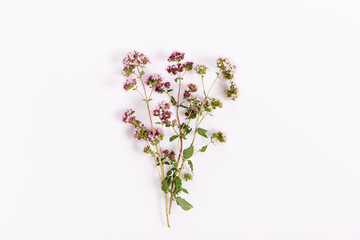Sprig of flowers and leaves of oregano on a white background. Top view, flat lay. Blooming marjoram