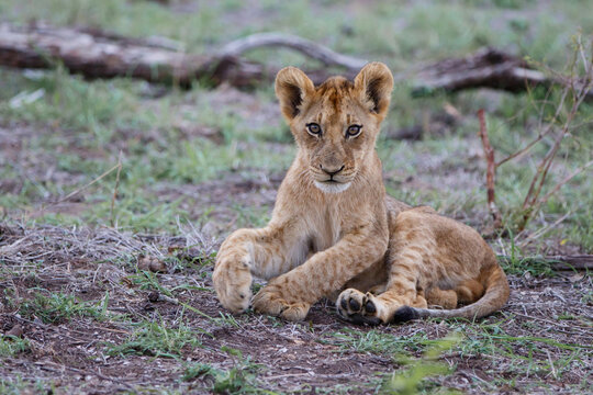Lion cub resting in the bush of Sabi Sands Game Reserve in South Africa - Powered by Adobe