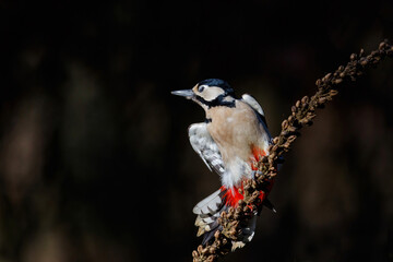 Great spotted woodpecker (Dendrocopos major) on a brach in the forest in the Netherlands