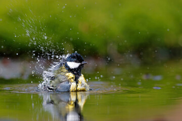 Great Tit (Parus major) ) taking a bath in the forest of Overijssel in the Netherlands with a green background