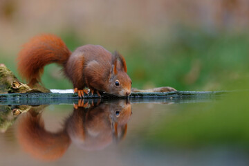Eurasian red squirrel (Sciurus vulgaris) drinking in winter in the forest in Overijssel in the Netherlands.  © henk bogaard