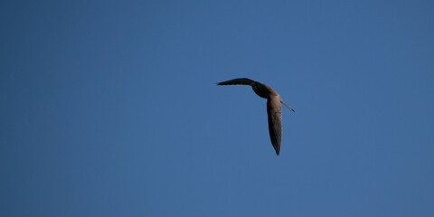 Turmfalke