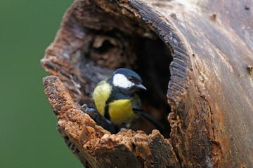 Great Tit (Parus major) ) sitting in a hole of a trunk in the forest of Overijssel in the Netherlands with a green background