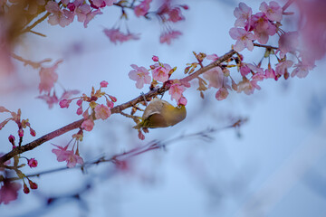 河津桜とメジロ