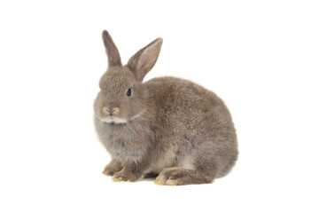 Obraz premium Adorable fluffy rabbit isolated on white background, portrait of cute bunny pet animal.