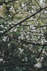 A tree in blossom close-up