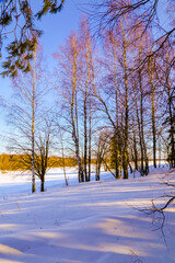 Winter forest