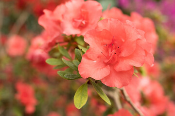 Bright blooming azalea branch, spring floral background