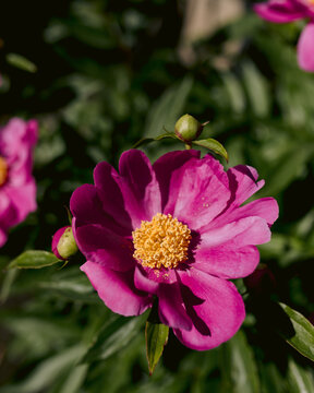 Chinese peonies blooming in a garden in the backyard in June