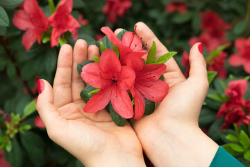 Female hands hold pink azalea flower, bright exotic flower, spring background