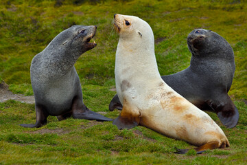 Presence - a blonde morph Antarctic Fur Seal mixed with regular Antarctic Fur Seals. 
