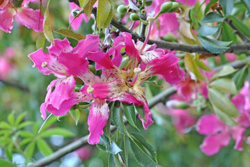 bella flor en su arbol