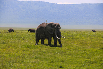 african elephant on safari in Ngorongoro national park, Tanzania
