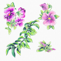 Watercolor greeting card elements pink violas and branch isolated on a white background