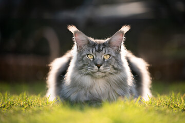 Naklejka na ściany i meble beautiful silver tabby maine coon cat resting on sunny lawn in backlight looking at camera