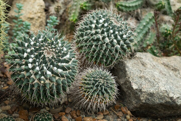Green thorny cacti grow on stony dry soil
