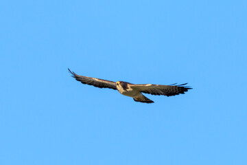 osprey in flight