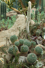 Vertical photo of cacti, cacti in natural environment