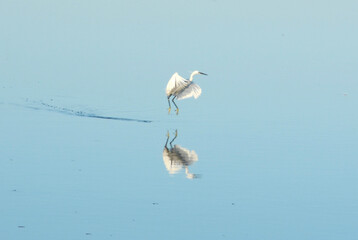 White heron over water