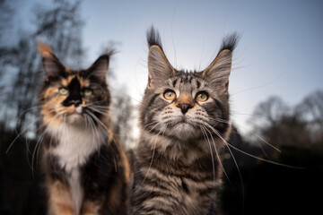 Fototapeta premium two different maine coon cats side by side outdoors on sunset with forest treeline in the background