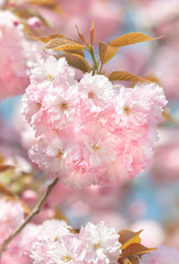 Sakura. Blossomed Japanese cherry trees