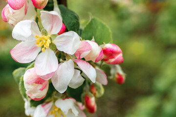 Obraz premium Beautiful white apple blossom flowers in spring time. Background with flowering apple tree. Inspirational natural floral spring blooming garden or park. Flower art design. Selective focus.