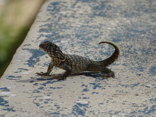 little animal in cuba