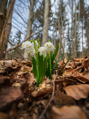 Frühlingsknotenblumen im  Wald