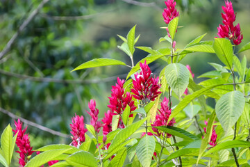 Exotic Flowers in Ecuador's Cloud Forest