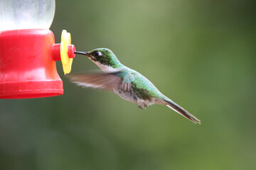 Fototapeta premium Hummingbirds in Ecuador's Cloud Forest