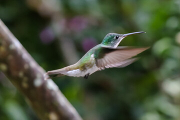 Hummingbirds in Ecuador's Cloud Forest