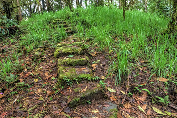 Fototapeta premium Mossy environment in the cloud forest of Ecuador