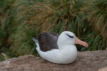 The Black-browed albatross (Thalassarche melanophris)