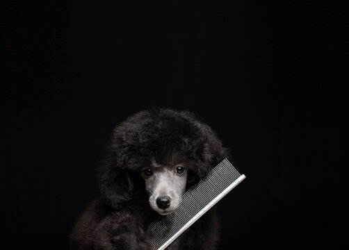image of dog hairbrush dark background 