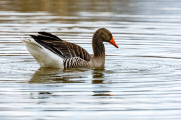 A greylag goose on a lake