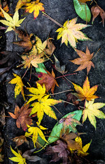 Colorful Autumn Leaves on a Dark Sidewalk for Texture or Background