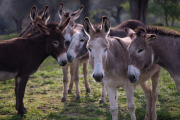Six donkeys looking at the camera